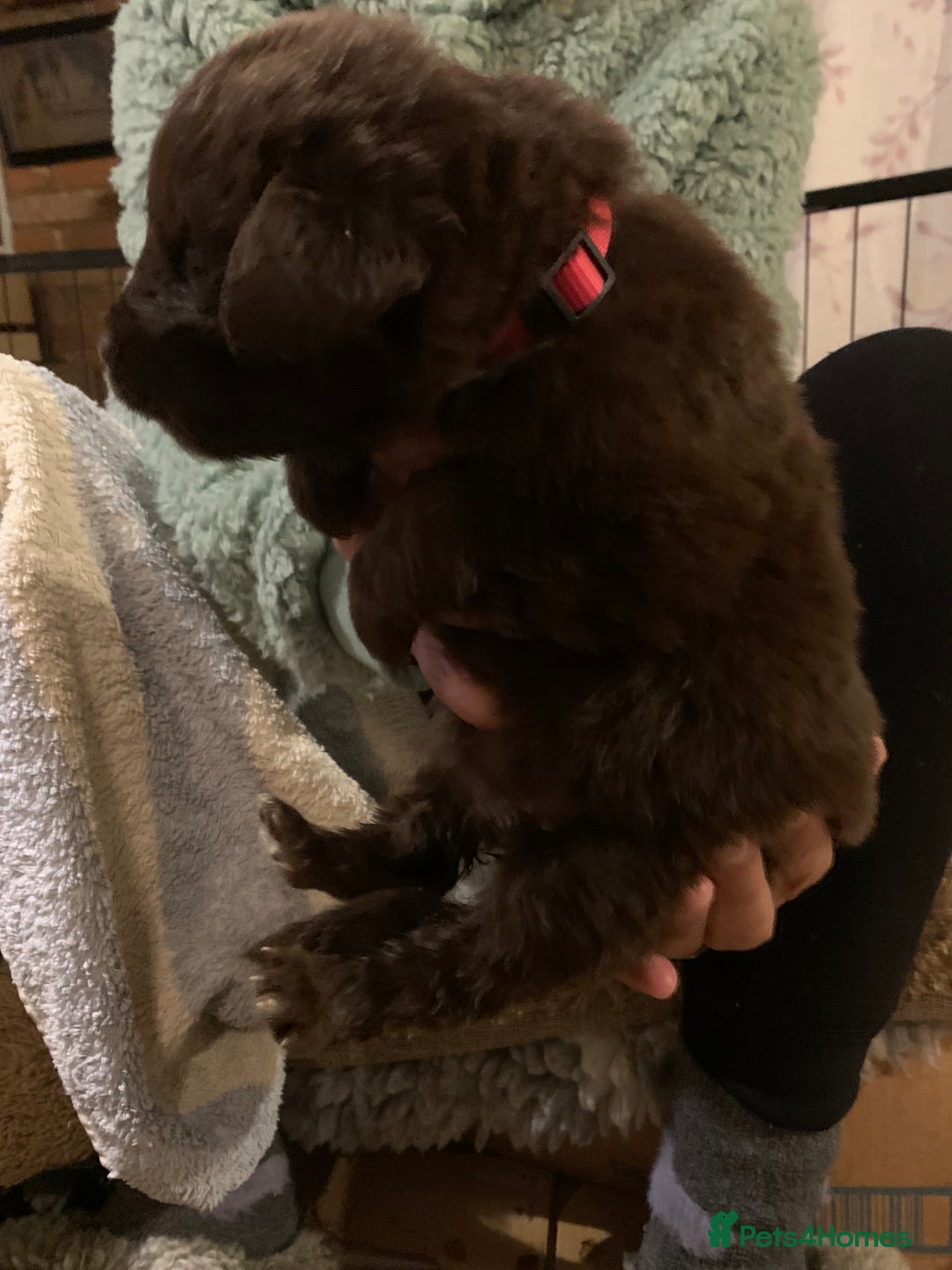 Newfoundland dogs for sale: ✨ Stunning Chocolate Newfoundland Puppies ✨ - Image 15