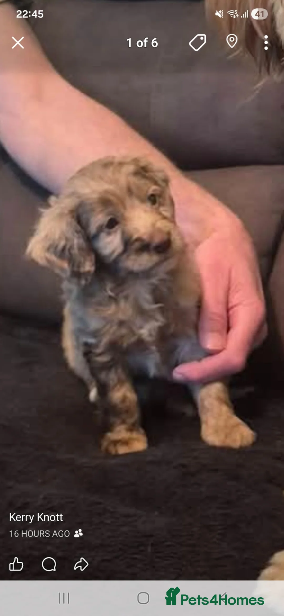 Cockapoo dogs for sale: F2 Cockapoo puppies  - Advert 11