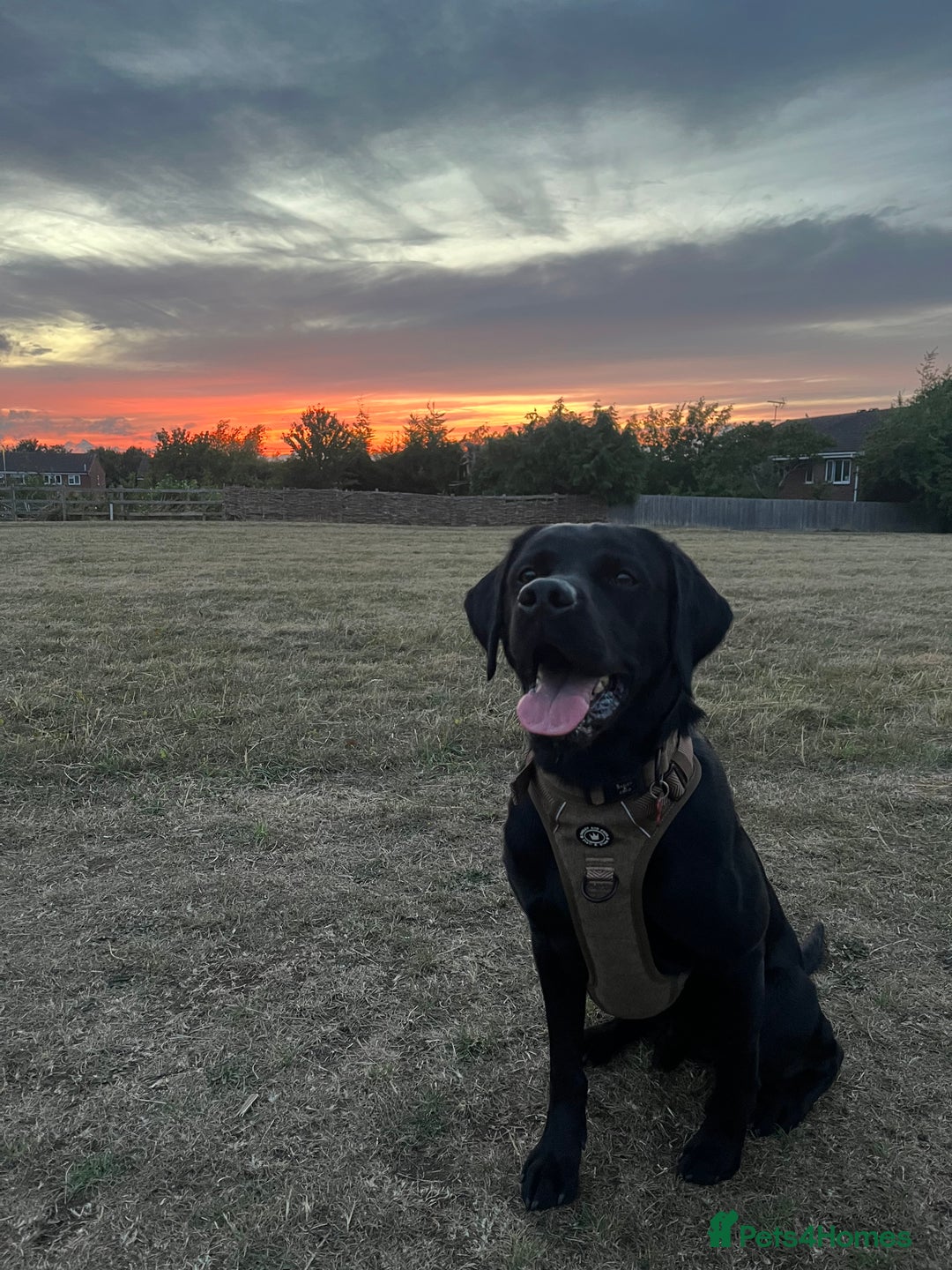Labrador Retriever dogs for stud: Gentle Police-Trained Labrador Stud - Advert 14
