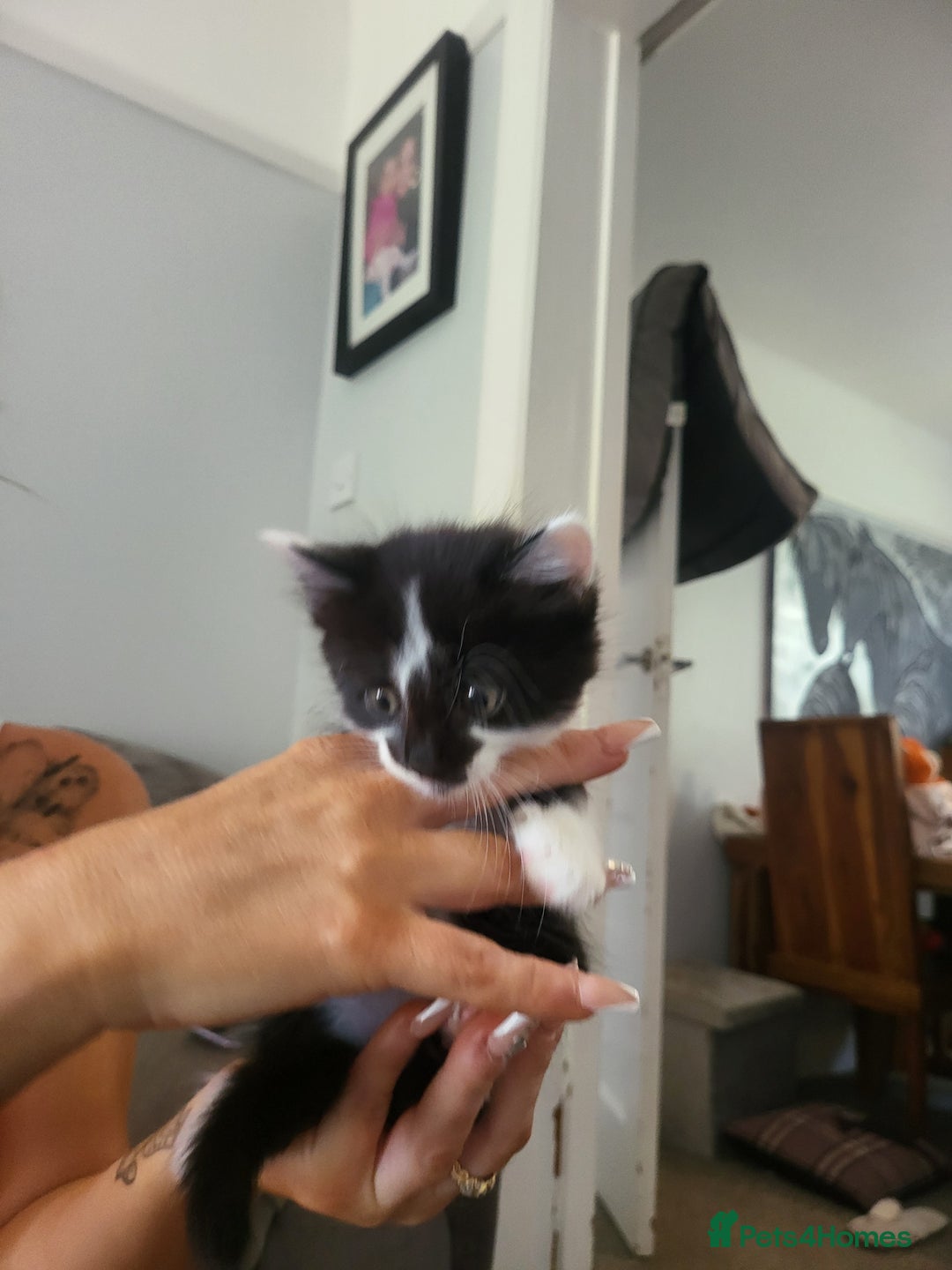 Mixed Breed cats for sale: Beautiful kittens - Image 7