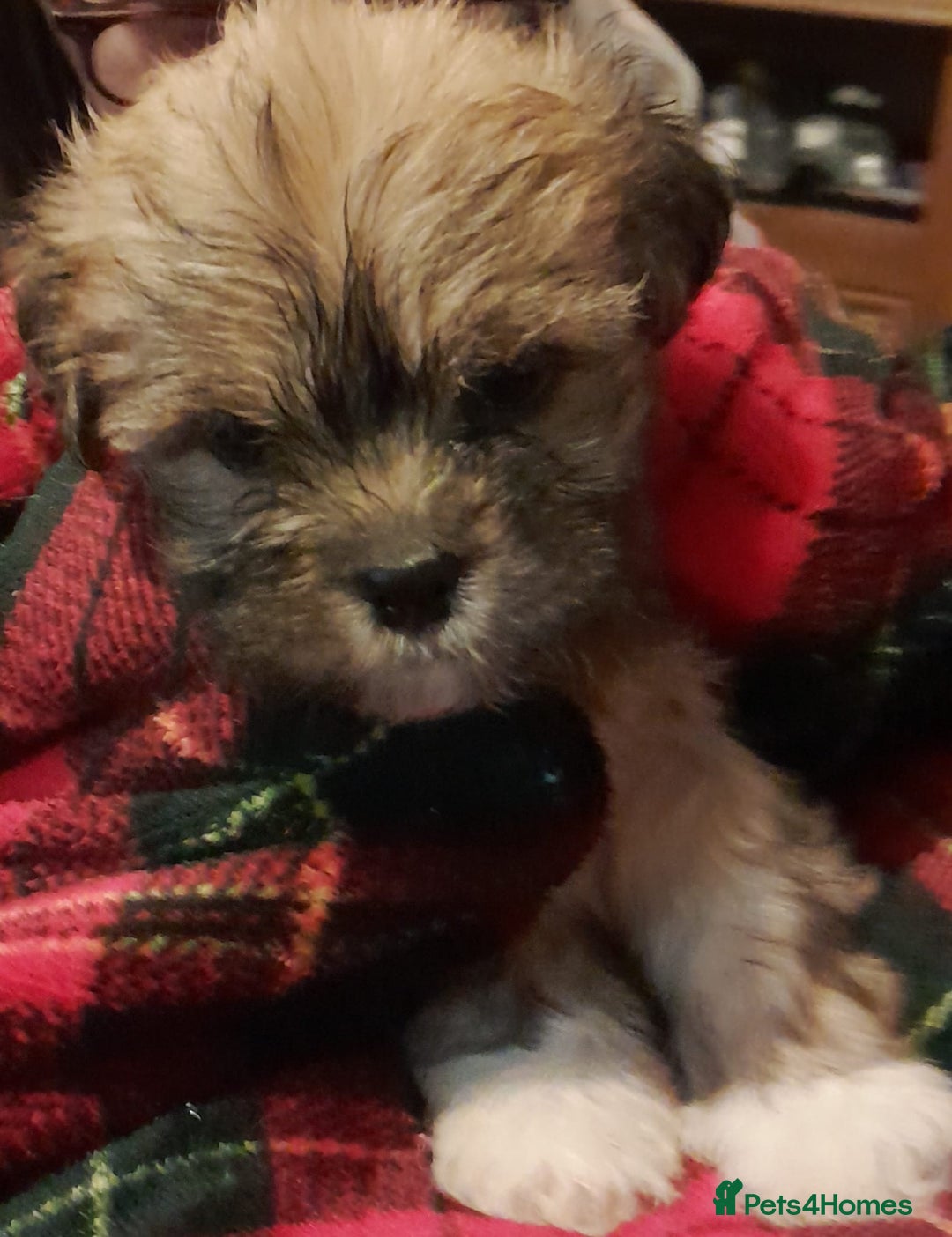 Lhasa Apso dogs for sale: KC REG LHASA APSO PUP(1 left) RED BOY) - Advert 1