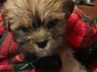 Lhasa Apso dogs KC REG LHASA APSO PUP(1 left) RED BOY) - Advert 3