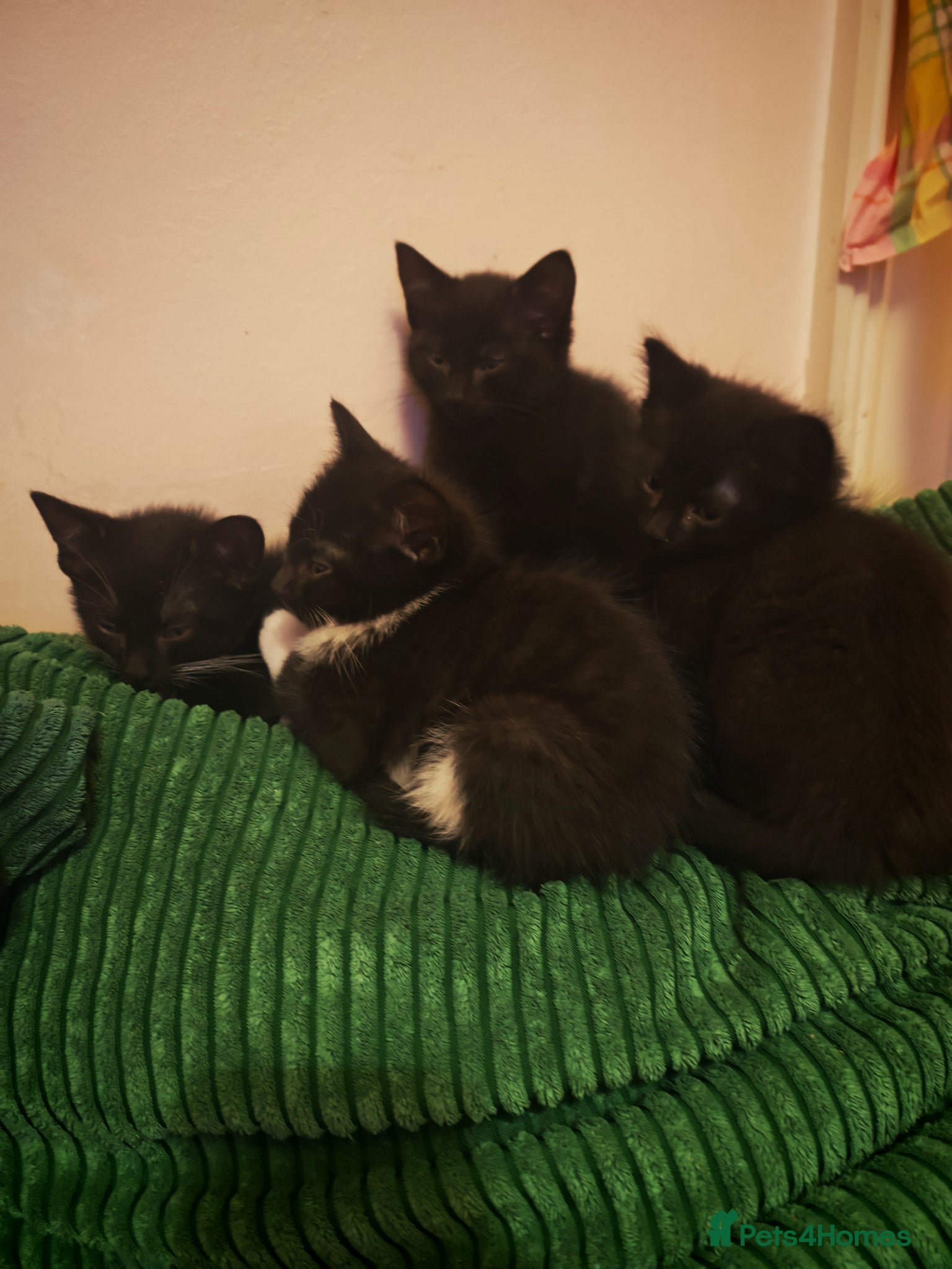 Mixed Breed cats Four cute kittens a - Advert 1