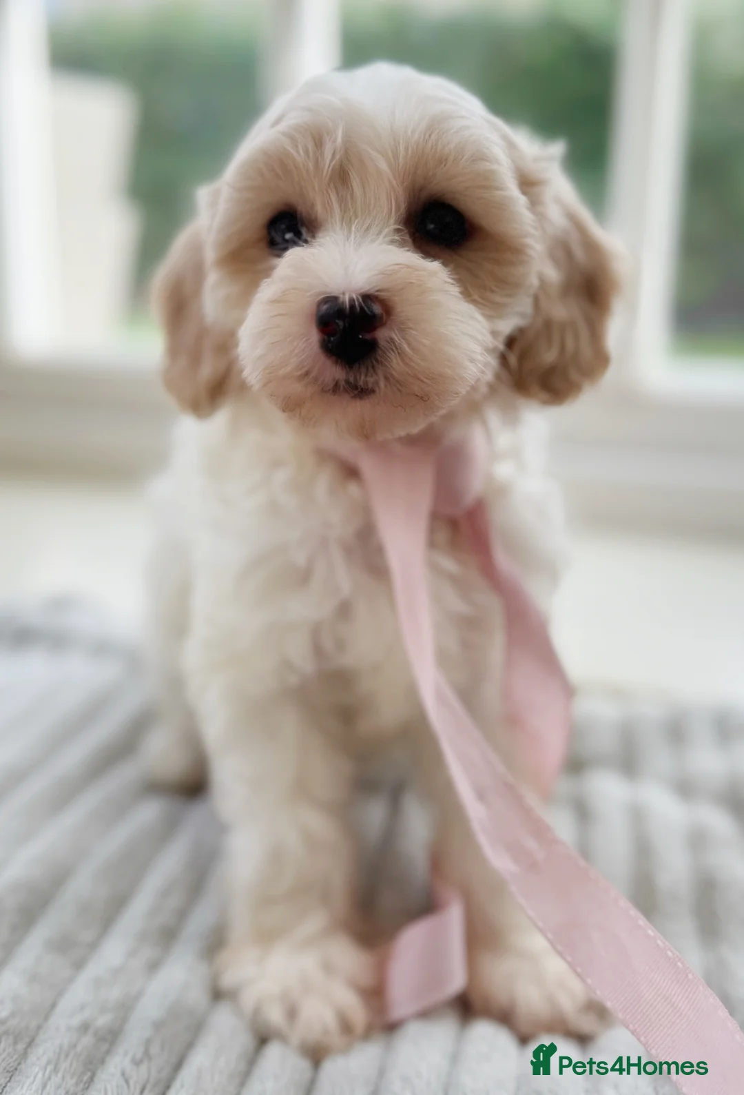 Mixed Breed dogs for sale: Shichon-poo Teddy bear - Advert 10