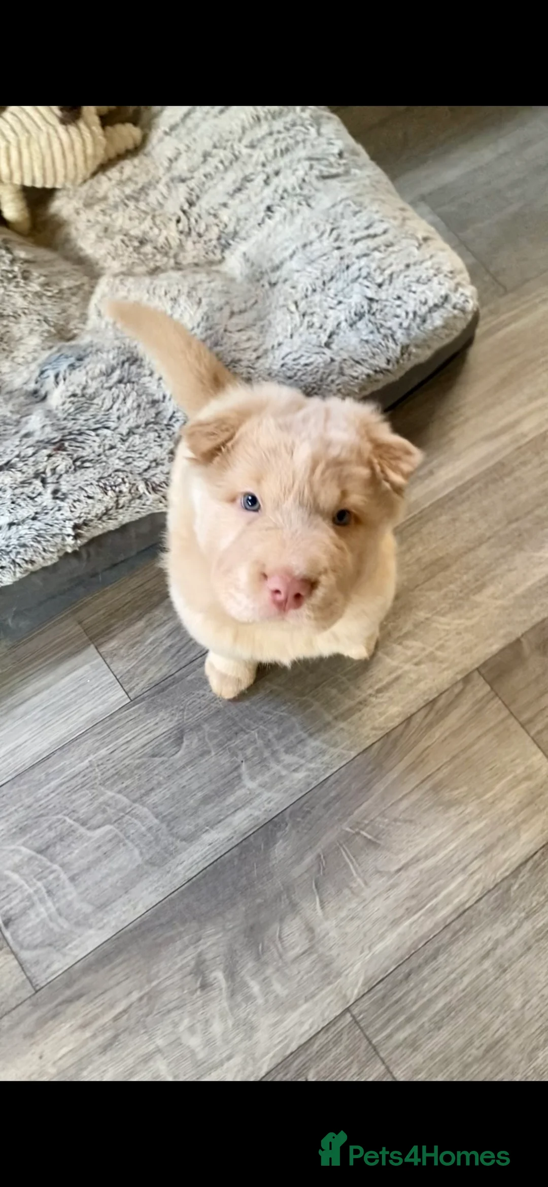 Shar Pei dogs for sale: ✨🐾 Cream Bear Coat Shar Pei Girl Available 🐾✨ - Advert 8