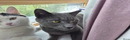 Russian Blue cats for sale: 2 Beautiful natured cats for sale  - Advert 4