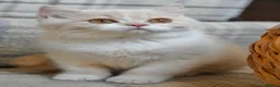 British Shorthair cats for sale: Beautiful British Shorthair boy  - Advert 8