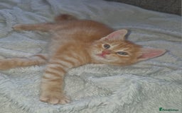 Domestic Shorthair cats for sale: 4 kittens ready to go 19th sept - Image 3