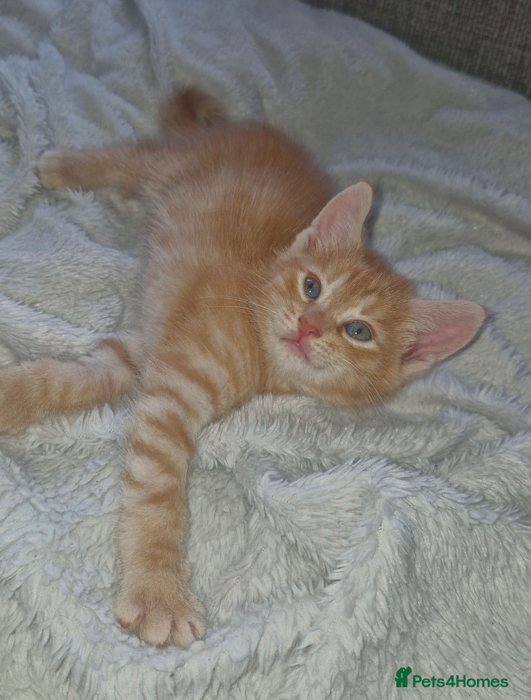 Domestic Shorthair cats for sale: 4 kittens ready to go 19th sept - Image 3