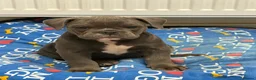 Olde English Bulldogge dogs for sale: Olde English bulldog puppies  - Advert 2