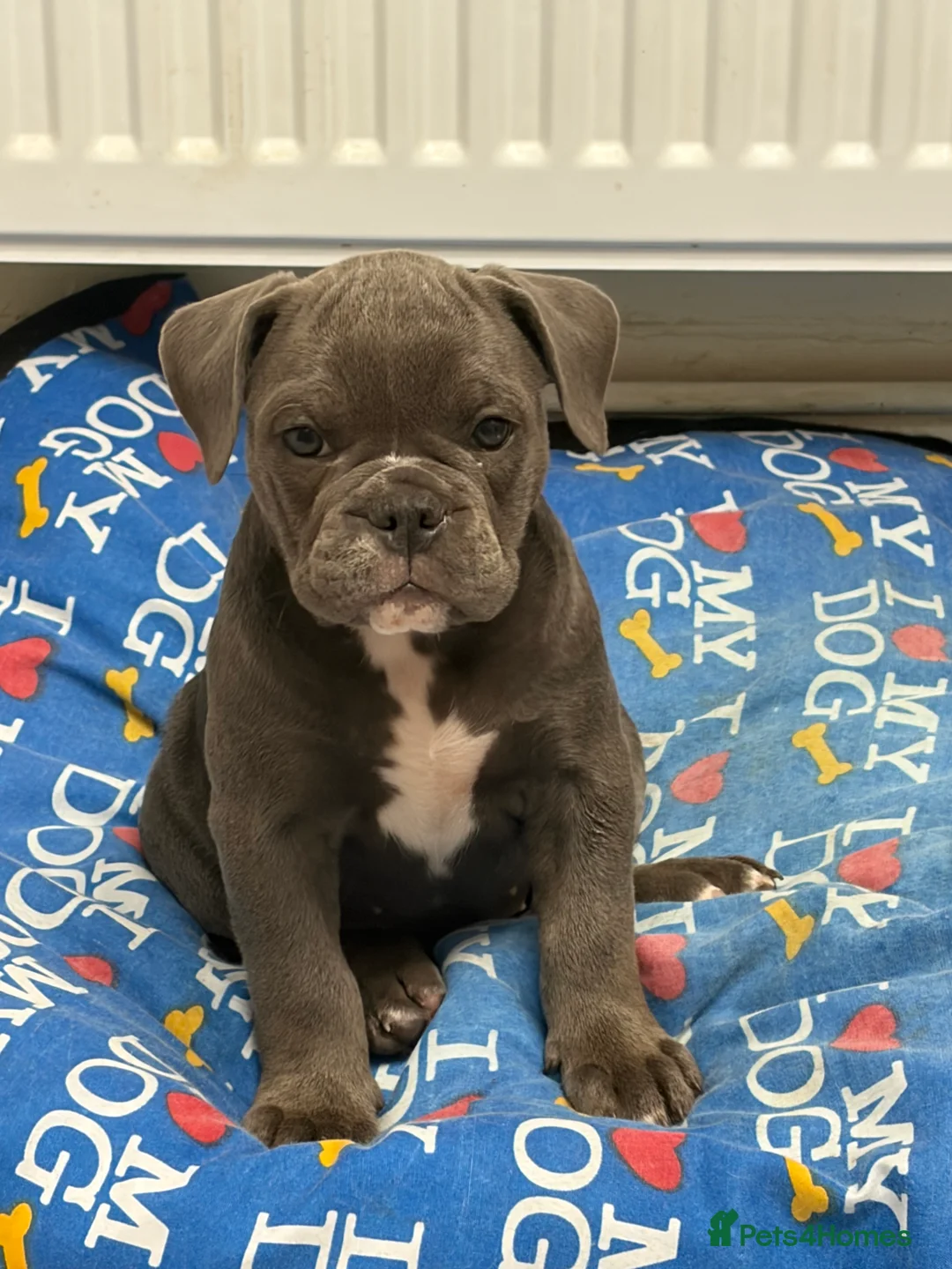 Olde English Bulldogge dogs for sale: Olde English bulldog puppies  - Advert 2