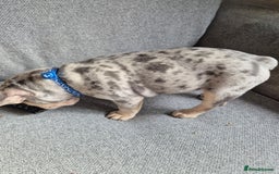 French Bulldog dogs for sale: French bulldog puppy - Image 2