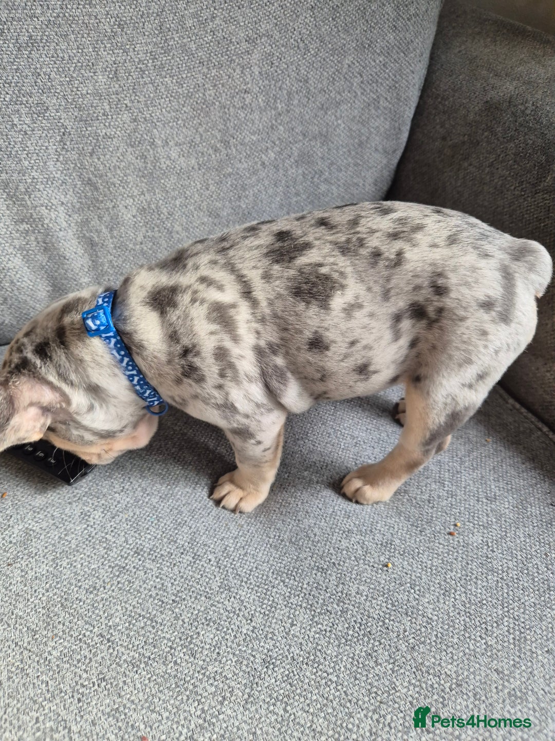 French Bulldog dogs for sale: French bulldog puppy - Image 2