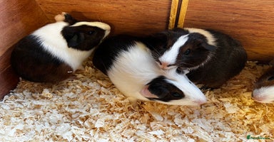 Guinea Pig rodents - Advert 6