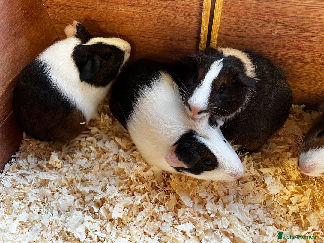 Guinea Pig rodents for sale: Dutch Sows/girls - Image 3
