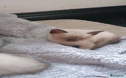 Ragdoll cats for sale: 3 quarters RAGDOLL KITTENS FOR SALE £150 - Image 7