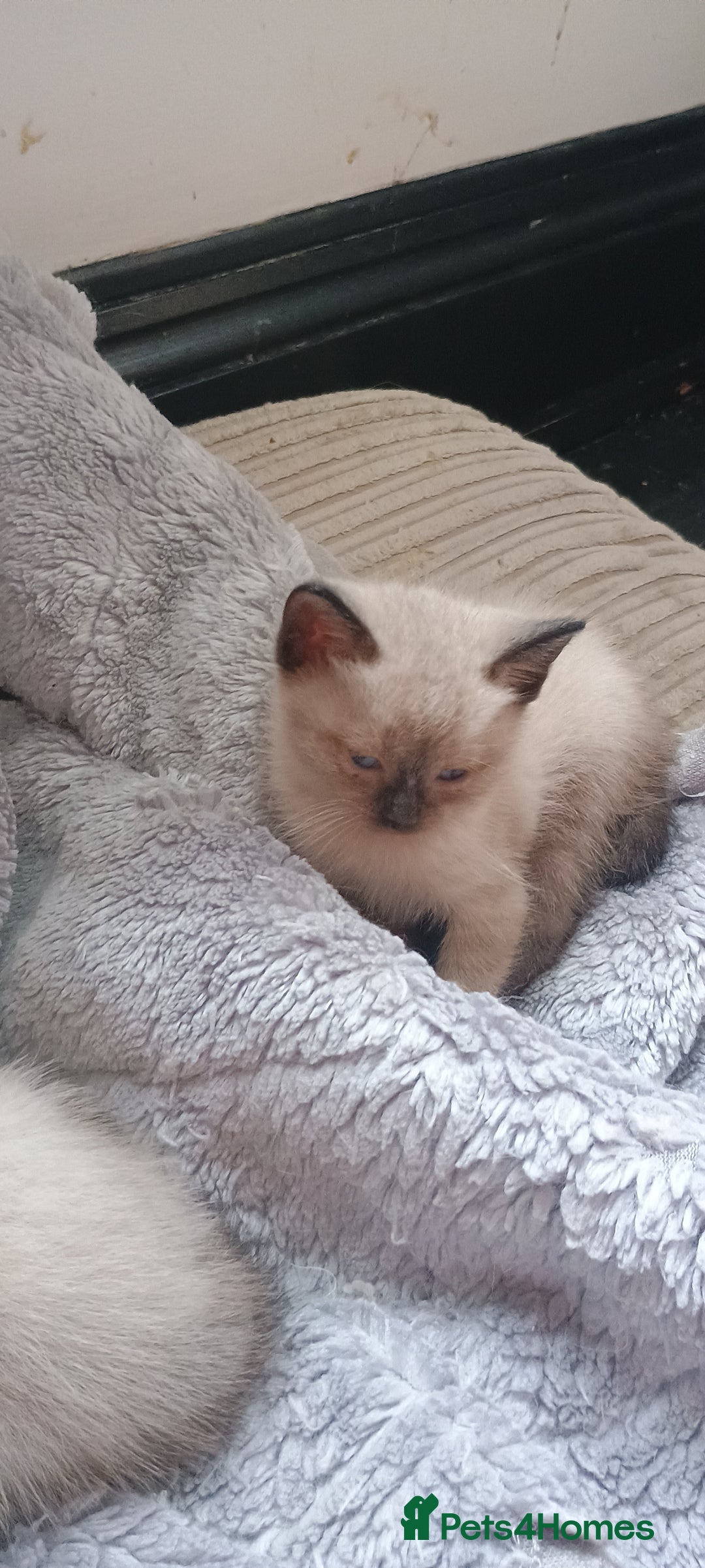 Ragdoll cats for sale: 3 quarters RAGDOLL KITTENS FOR SALE £150 - Image 7