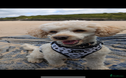 Cavapoo dogs for sale: Caverpoo babies  - Image 14