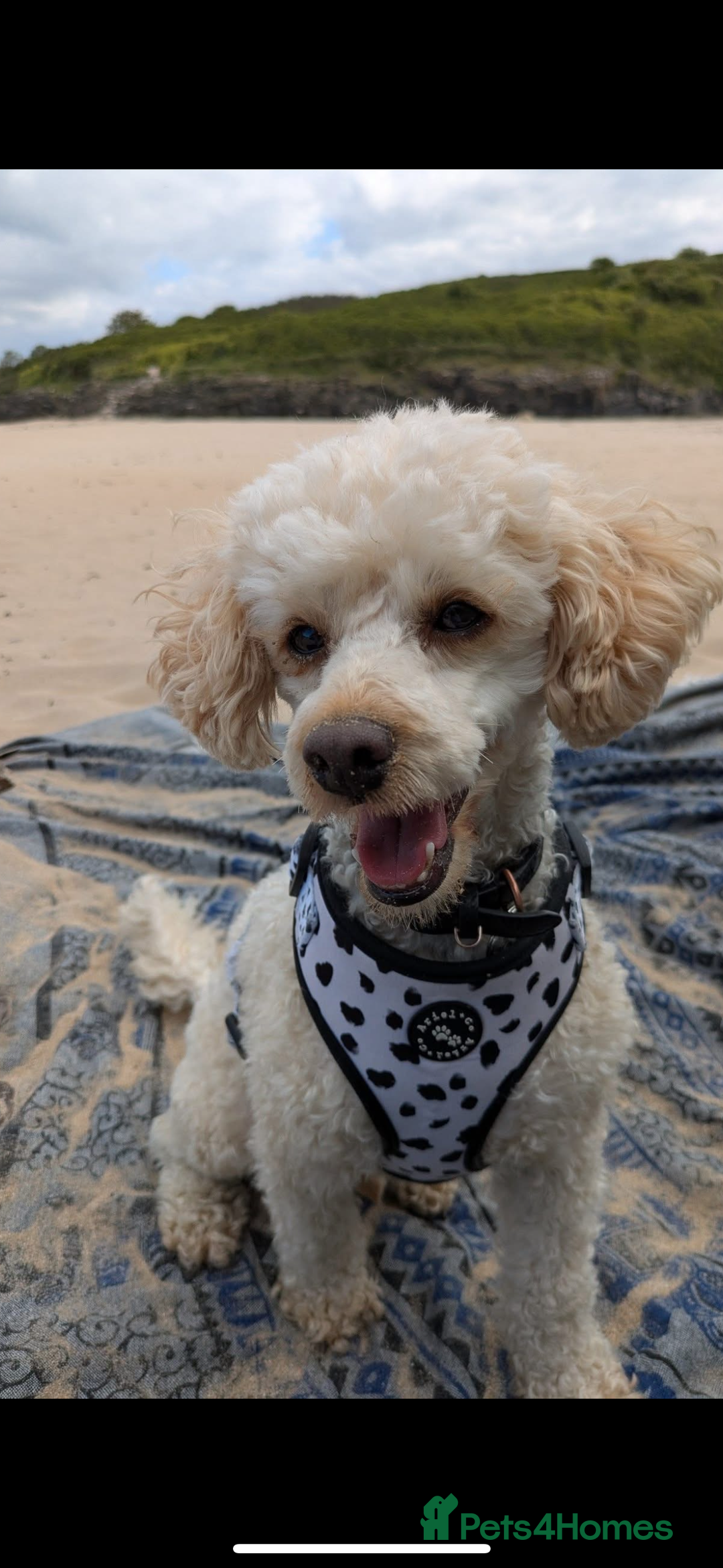 Cavapoo dogs for sale: Caverpoo babies  - Image 14
