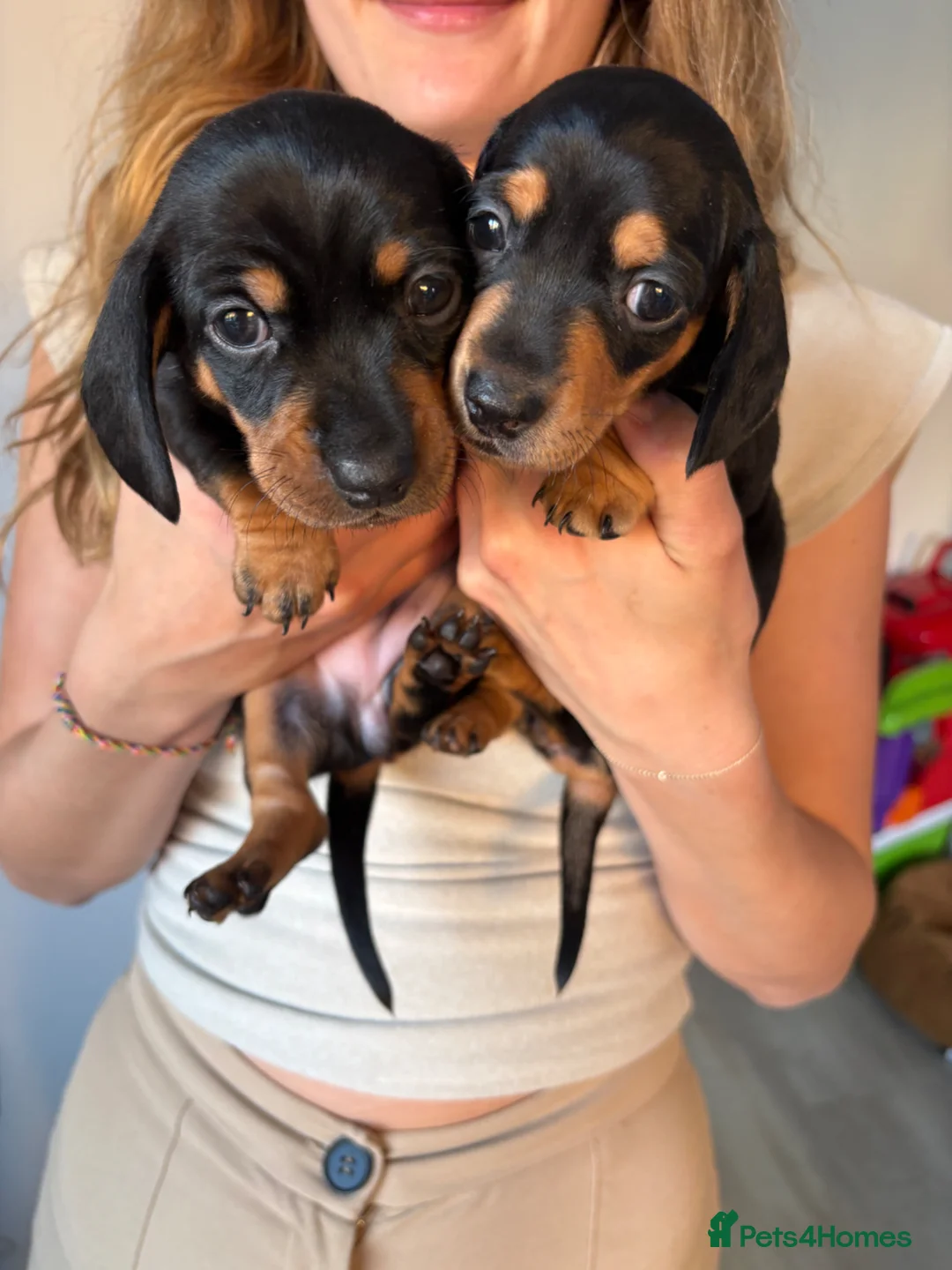 Miniature Dachshund dogs for sale: 2 miniature Black and Tan Dachshund short haired - Advert 1
