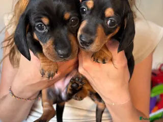 Miniature Dachshund dogs 2 miniature Black and Tan Dachshund short haired - Advert 1
