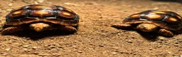 Tortoise reptiles for sale: Red footed tortoises- Mikey and Tortilla  - Advert 1
