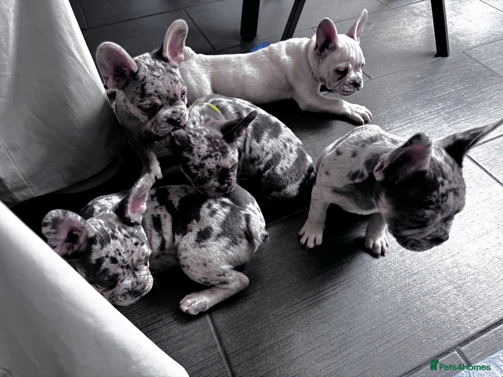 French Bulldog dogs French Bull Dog Puppies! - Advert 1