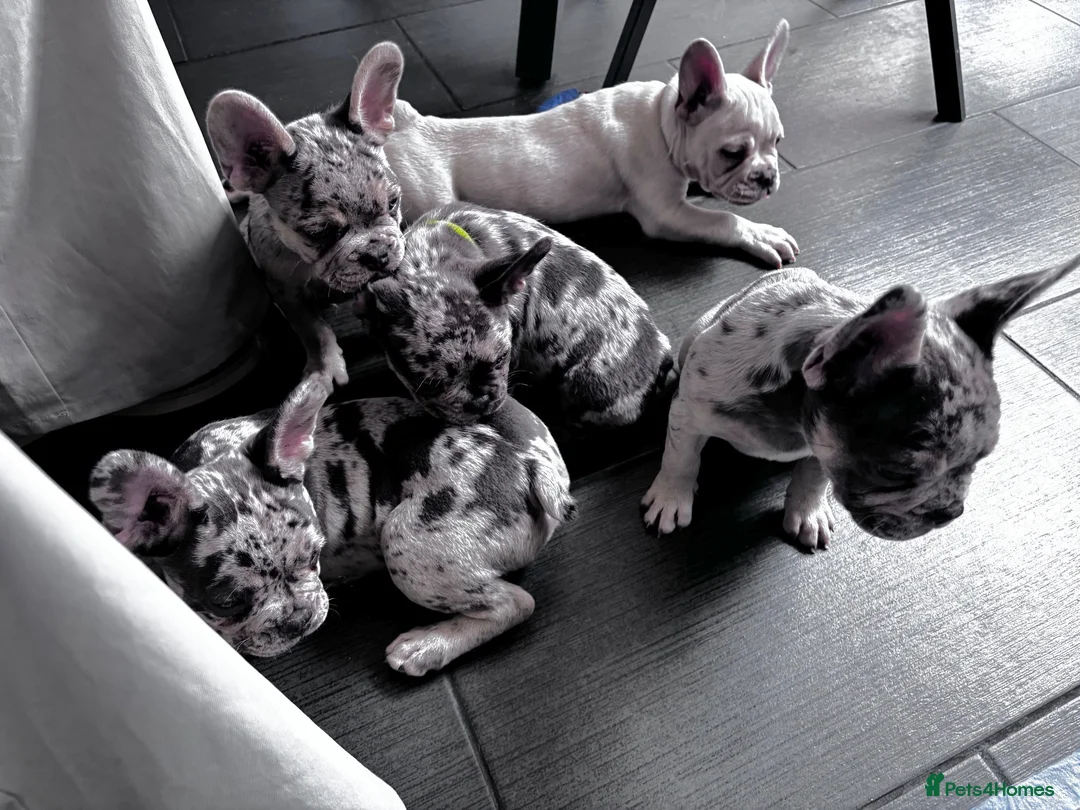 French Bulldog dogs for sale: French Bull Dog Puppies! - Advert 1