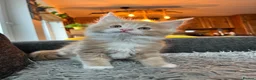 Maine Coon cats for sale: Adorable Maine coon kittens  - Advert 3
