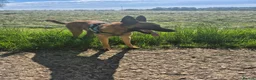 Belgian Shepherd Dog dogs for sale: 1 year old Belgium malinois  - Advert 5