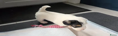 Sealyham Terrier Puppy 4