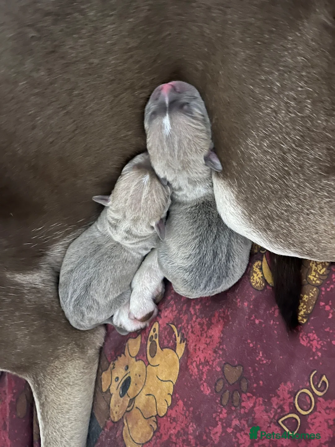 Staffordshire Bull Terrier dogs for sale: Stunning staffy pups  in Hartlepool - Advert 2
