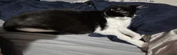 Mixed Breed cats for sale: 5 boys and 1 girl looking for forever homes in Manchester - Advert 1