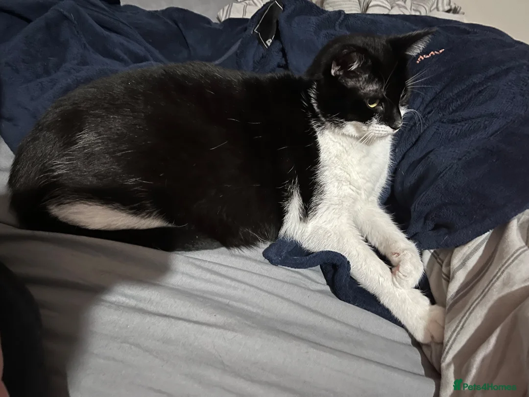 Mixed Breed cats for sale: 5 boys and 1 girl looking for forever homes in Manchester - Advert 1