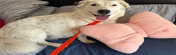 Mixed Breed dogs for adoption: Mica - Norwich Norfolk  in Norwich - Advert 12