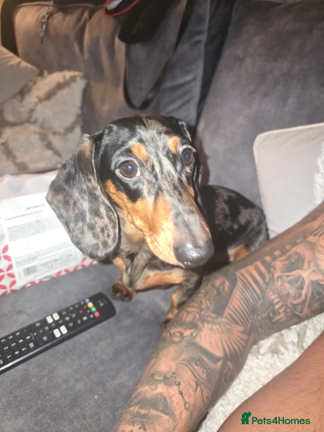 Dachshund dogs for sale: Miniature Daschund 10 weeks old. Not 1 year.  - Advert 4