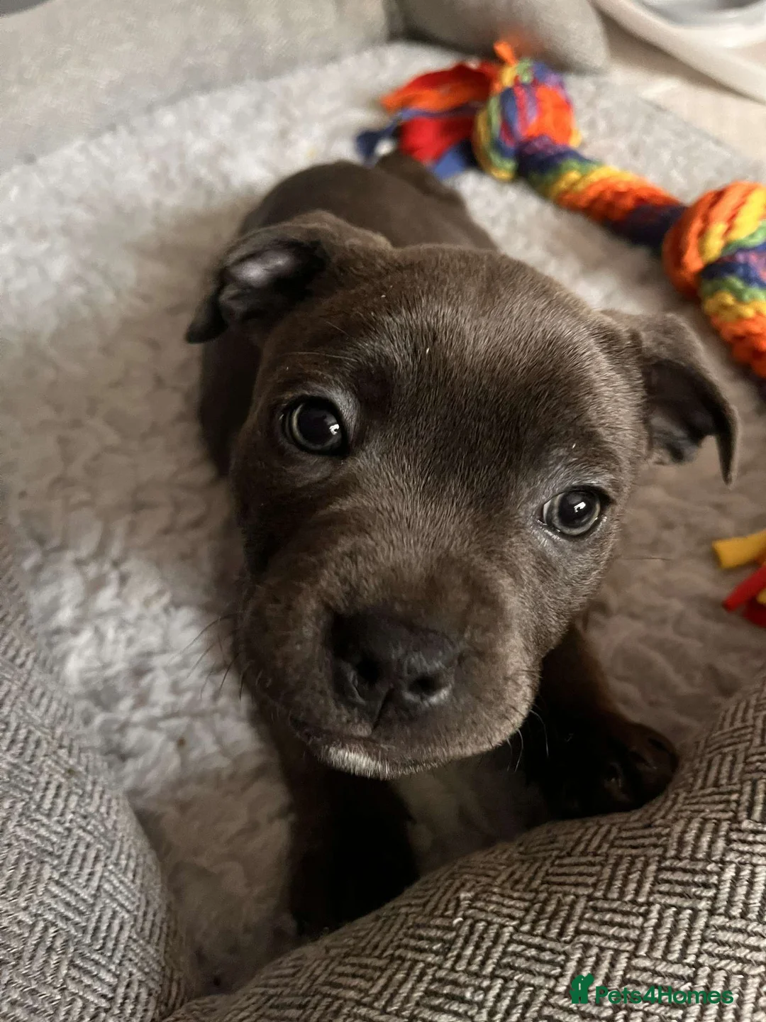 Staffordshire Bull Terrier dogs for sale: Male Blue staffy Troy - Advert 31