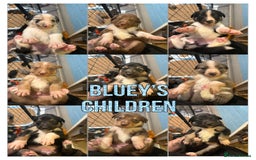Border Collie dogs for stud: Health tested & Proven Blue Merle Border collie  in Wolverhampton - Image 5