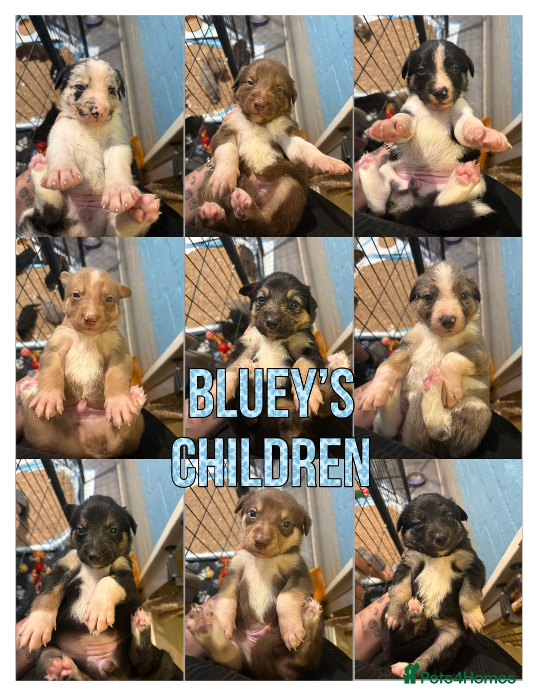Border Collie dogs for stud: Health tested & Proven Blue Merle Border collie  in Wolverhampton - Image 5