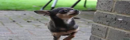 Chihuahua dogs for sale: Pedigree Teacup Chihuahua for Rehoming  - Advert 8