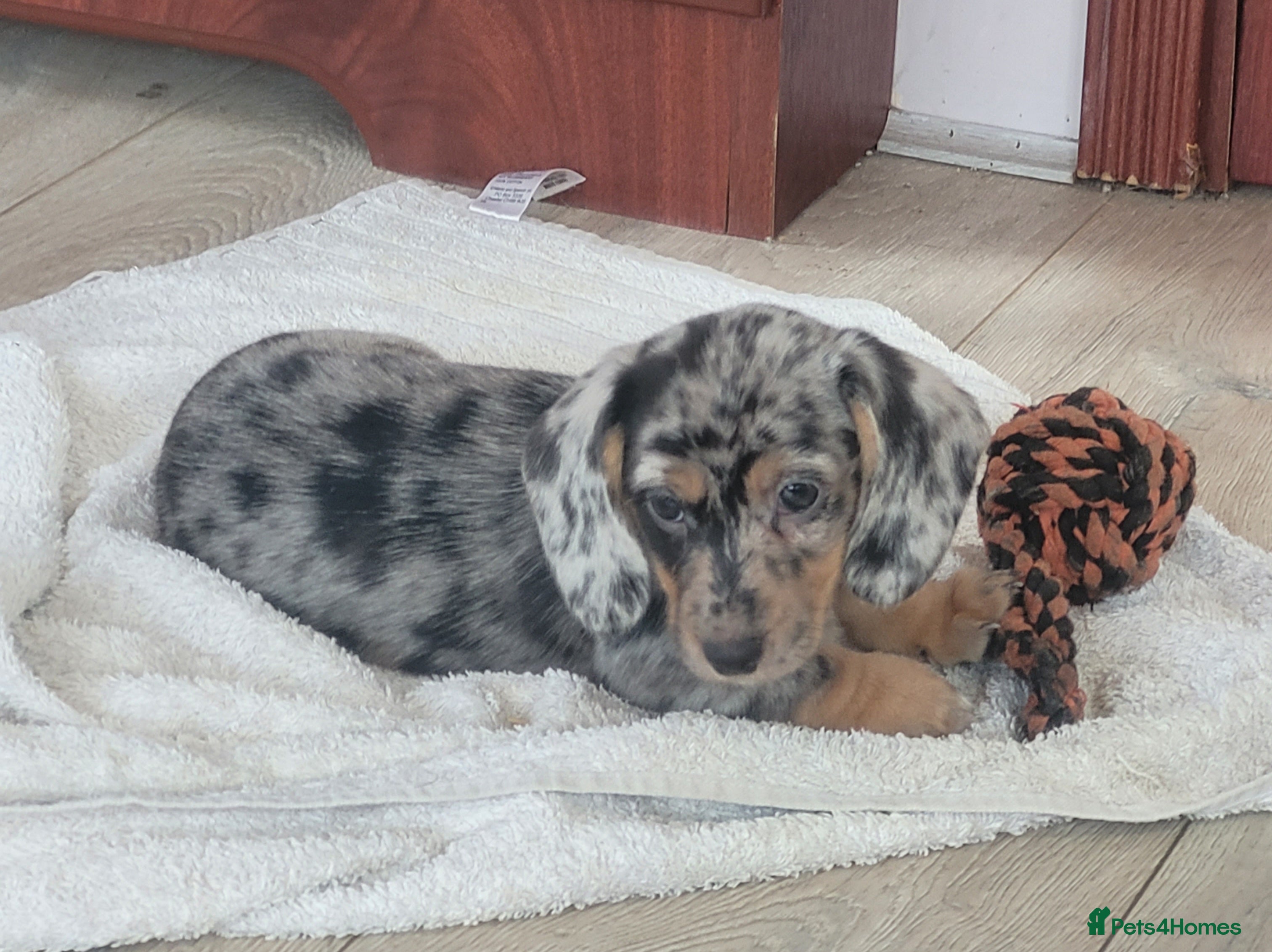 Dachshund dogs Adorable puppies looking for new home - Advert 2