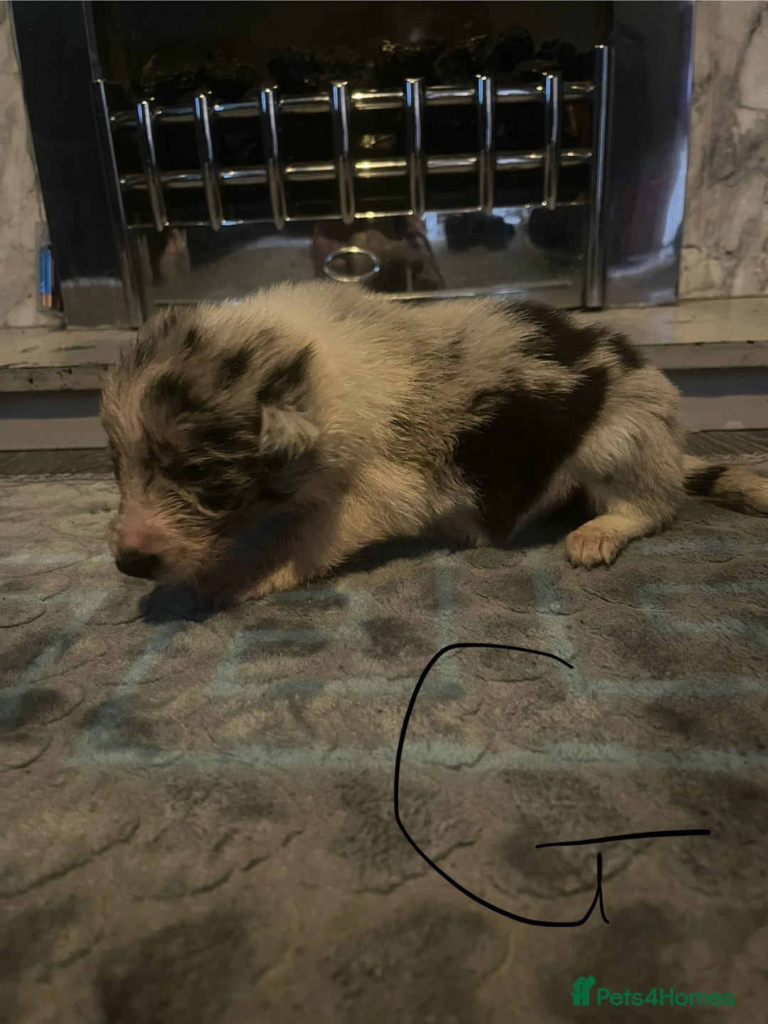 Border Collie dogs for sale: Border collie puppies - Image 21