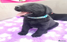 Labrador Retriever dogs for sale: KC Registered working Labrador puppies - Image 21