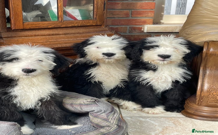 Old English Sheepdog dogs - Advert 2