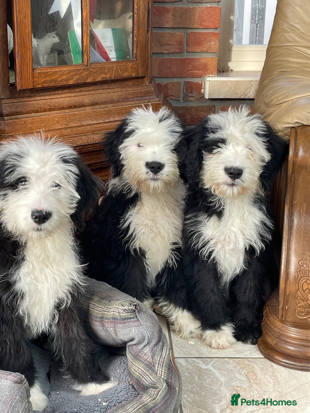 Old English Sheepdog dogs for sale: Old English sheep dog  - Image 1