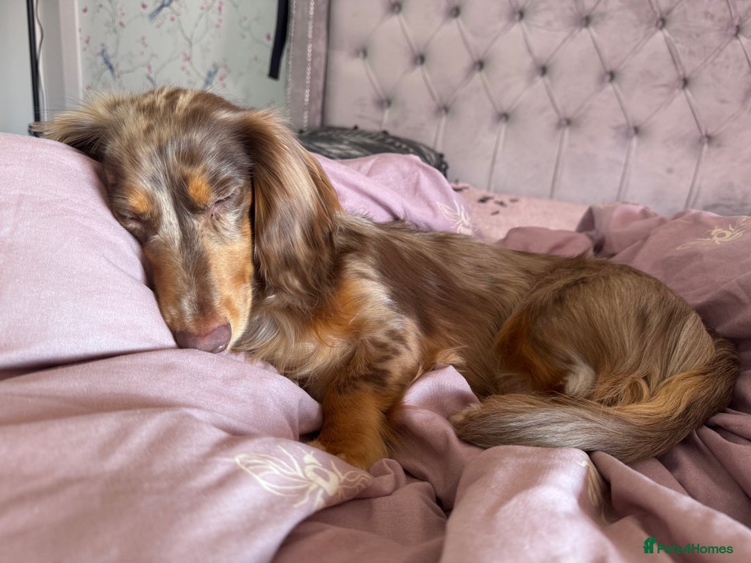 Dachshund dogs for stud: Chocolate Dapple Long-Haired Dachshund stud - Image 8