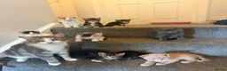 Mixed Breed cats for sale: Mix breed  - Advert 1
