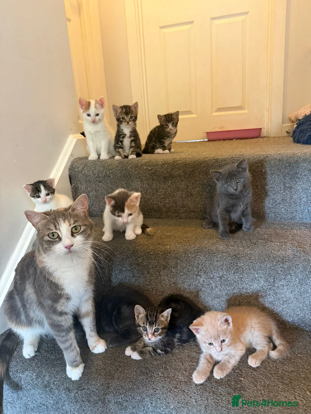 Mixed Breed cats for sale: Mix breed  - Advert 1