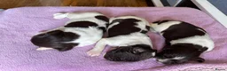 English Springer Spaniel dogs for sale: Beautiful KC registered English springer spaniels in Stratford-upon-Avon - Advert 15