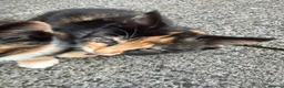 Mixed Breed cats for sale: Kittens for sale - Advert 4